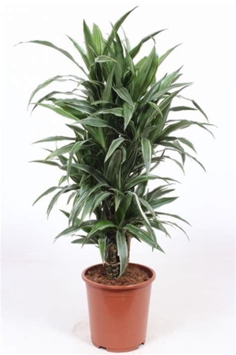 Купить Драцена Варнески бранч 120см. Рекомендации по уходу. Фотографии ...