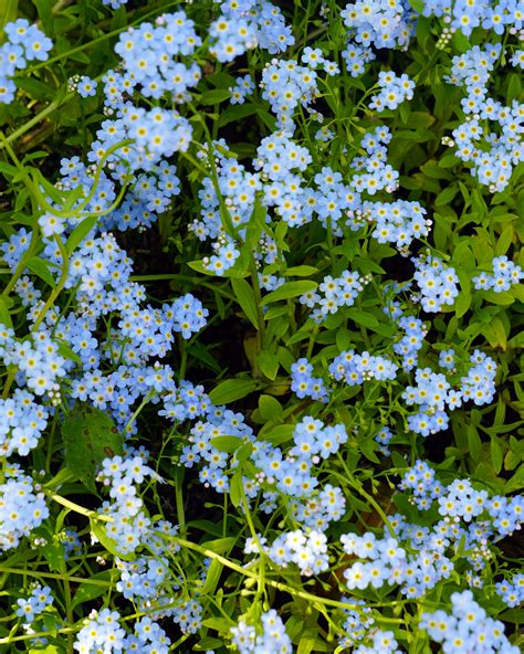 Незабудки, незабудки иногда одна минутка... | Пикабу