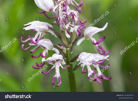 Naked Man Orchid Orchis Italica Close Stock Photo Shutterstock