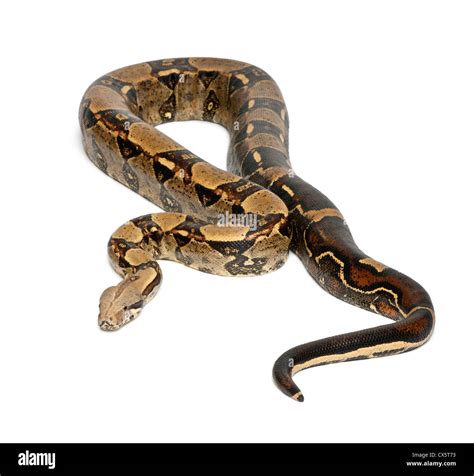 boa boa constrictor  res stock photography  images alamy