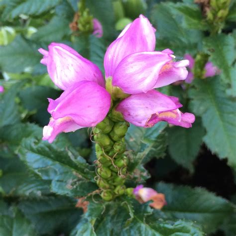 VISUAL SAINT PAUL Hot Lips Turtlehead