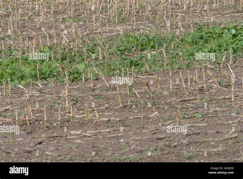 Post Harvest Zea Mays Maize Corn Stubble Field Showing Rows Of Cut