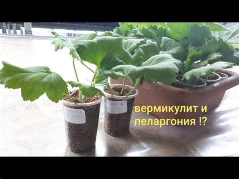 Вермикулит - что это такое и нужен ли растениям и в строительстве