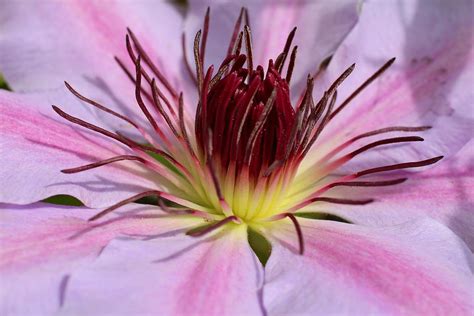 Pink Clematis Closeup Photograph By Kathryn Meyer Fine Art America