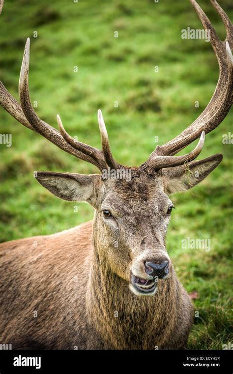 Native Red Deer Hi Res Stock Photography And Images Alamy