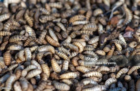 Larvas Ou Lavas - Foto de Close Up De Larvas Ou Larvas De Moscasoldado Negro Hermetia ...