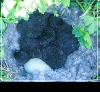 Гагачий пух. Сбор и переработка гагачьего пуха. Лаборатория Владимира ...