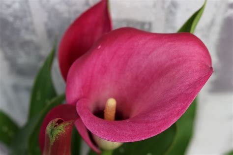 Zantedeschia Zazu Plant – Brighter Blooms
