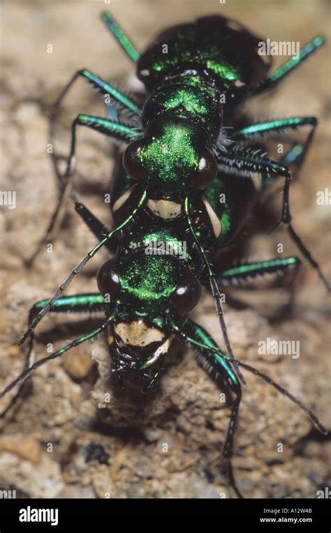 Green Tiger Beetle Stock Photo - Alamy