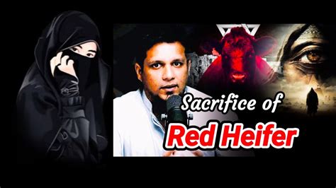 Sacrifice Of Red Heifer In Israel Dajjal Is Coming Muhammad Ali