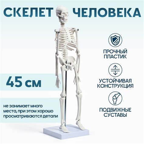 Макет "Скелет взрослого человека" в полный рост, для изучения анатомии ...