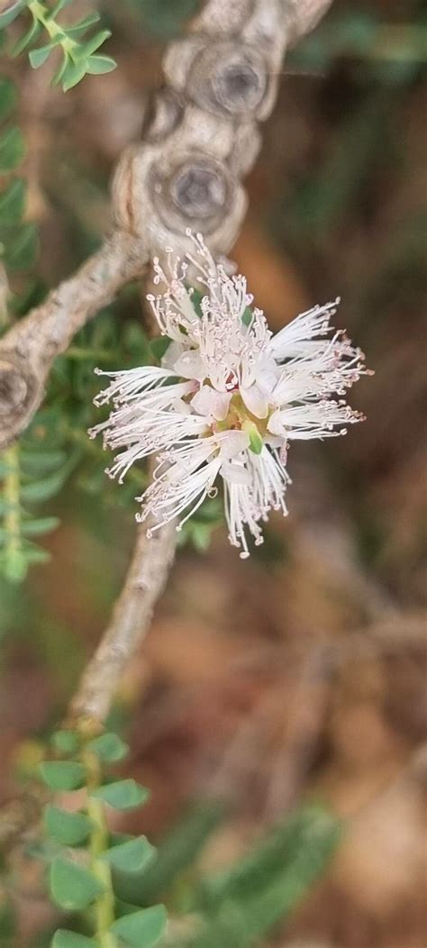 Melaleuca Gibbosa Labill Cajeputier Flore Mondiale Pl NtNet Identify