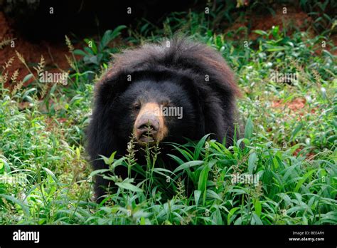 indian sloth bear stock photo alamy