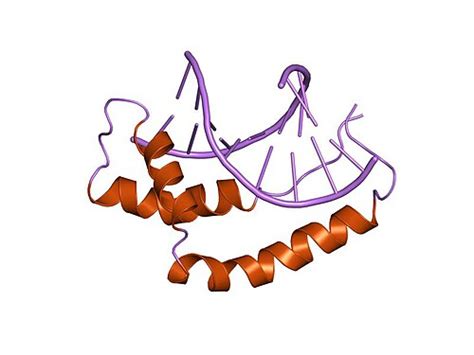 Sex Determining Region Y Protein Wikipedia