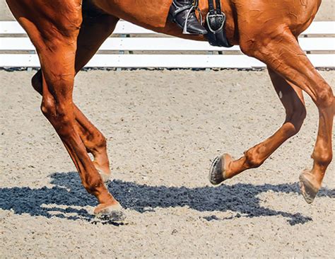 Horse Cantering Gait
