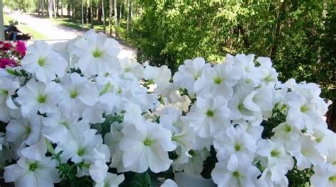 Петуния суперкаскадная (34 фото): виды «Бургунди F1» и «Прилив ...