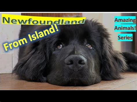 Essential Guide to Newfoundland Dog's Unique Webbed Toes → Puppypedia