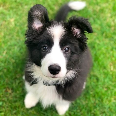 15 Adorable Photos Of Border Collie Puppies That Will Make Everyone