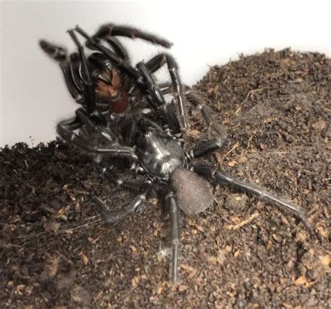 The Sex Lives Of Venomous Sydney Funnel Web Spiders