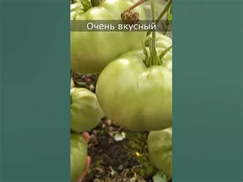 Великолепный томат, крупноплодный и очень вкусный - YouTube