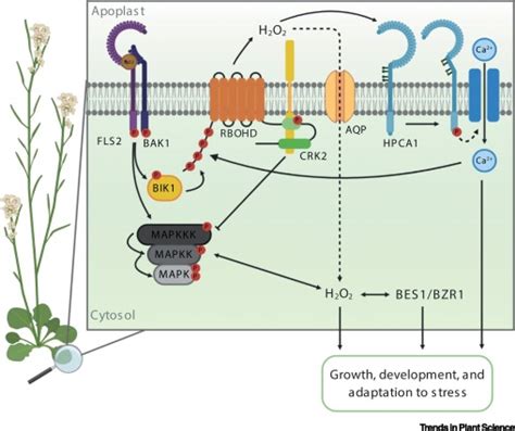 New Role For Lrr Receptor Kinase In Sensing Of Reactive Oxygen Species