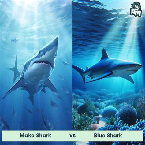 Blue Shark: Predator-Prey Interactions, Fights, and Aggressive