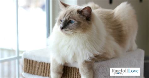 The Blue Mitted Ragdoll Cat - Description and Photos