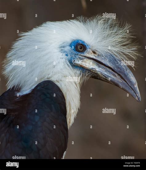 The White Crowned Hornbill Berenicornis Comatus Close Up Profile Stock