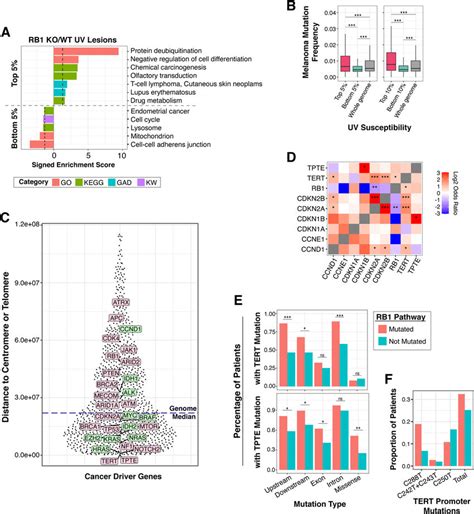 Regions of RB1-regulated susceptibility include highly mutated cancer ...