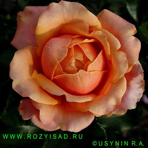 Розы и Сад. Чайно-гибридная роза Чери Бренди Cherry Brandy, справочник ...