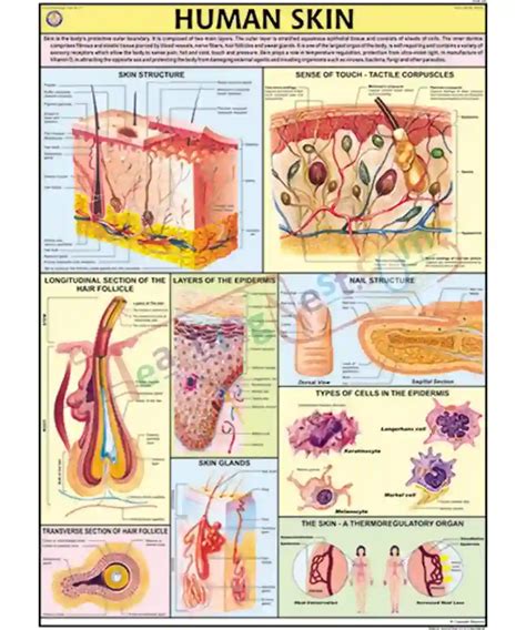 diagram  human skin structure