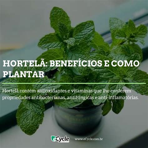 Hortelã Grosso Serve Para Inflamação - Hortelã: para que serve, benefícios e como plantar - eCycle | Hortelã ...