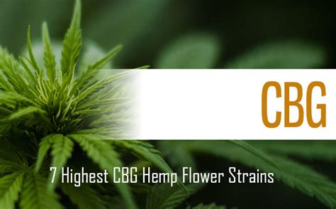 Best CBG Hemp Flower Strains and Where to Buy