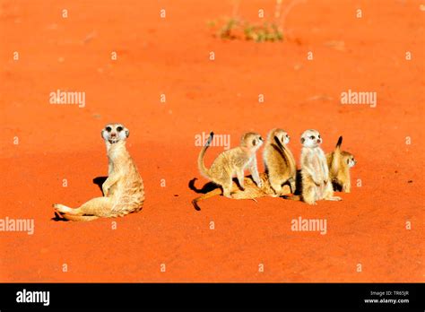 Herpestidae family hi-res stock photography and images - Alamy