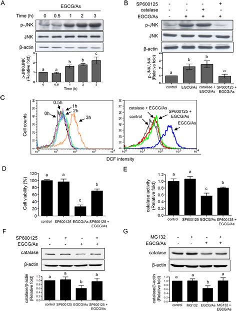 Jnk Mediates Catalase Activity Ros Production And Apoptosis Altered Download Scientific