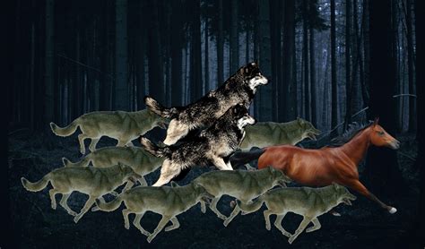 Hunted By Wolves And Shadow 8