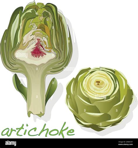 Artichoke On Plate Vector Illustration Set Image Isolated On White Background Stock Vector