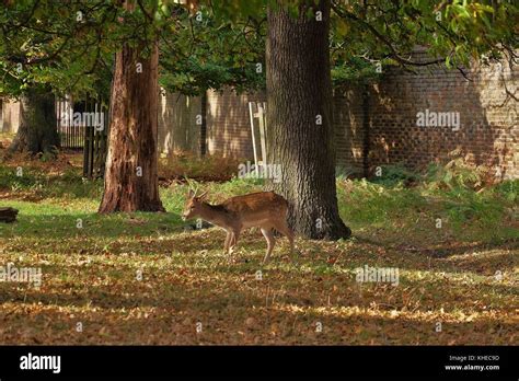 Fallow Deer Bushy Park Stock Photo Alamy