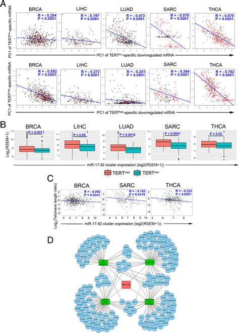 The TERThigh Specific MiR 17 92 Cluster Is Associated With Telomere