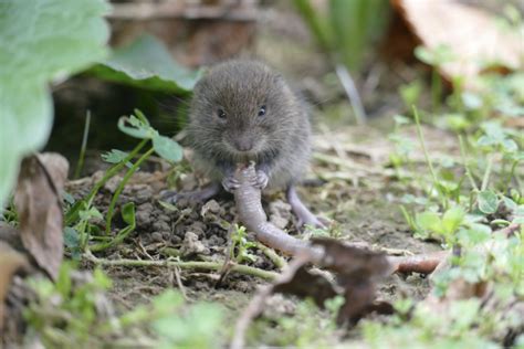 Moles Vs Voles Identifying The Differences Orangemarigolds