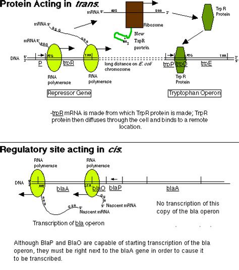 Cis Vs Trans Elements Reproduction Online