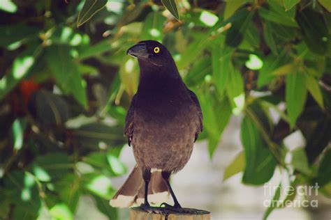 Pied Currawong Photograph by Cassandra Buckley - Pixels