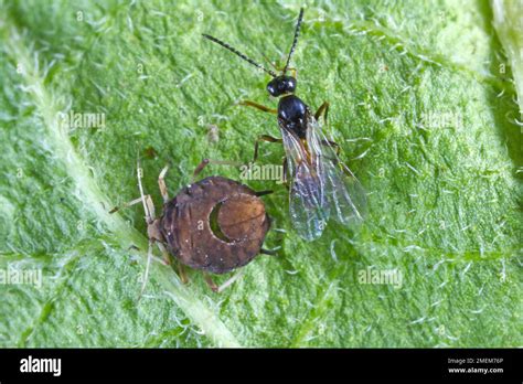 The Black Bean Aphid Aphis Fabae Parasitized By Diaeretiella Rapae