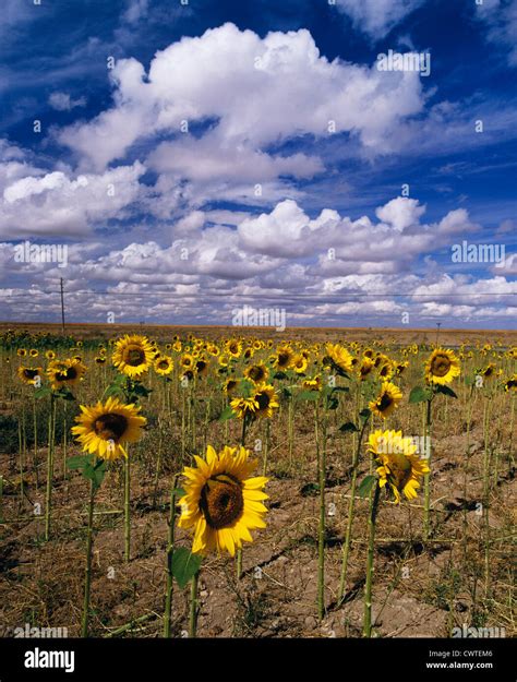 Field Of Sunflowers Andalucia Spain Stock Photo Alamy