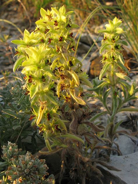 Sideritis montana - Изображение особи - Плантариум