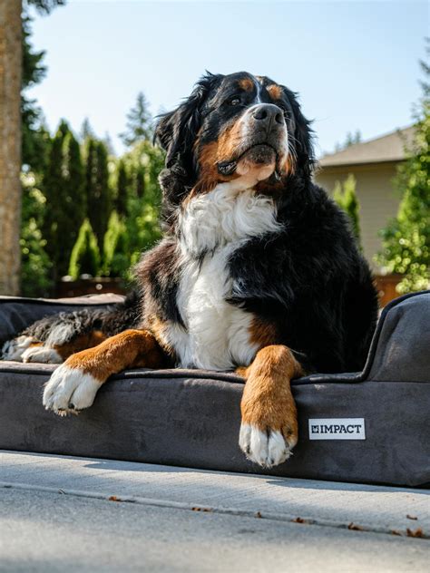Bernese Mountain Dog Breed Information