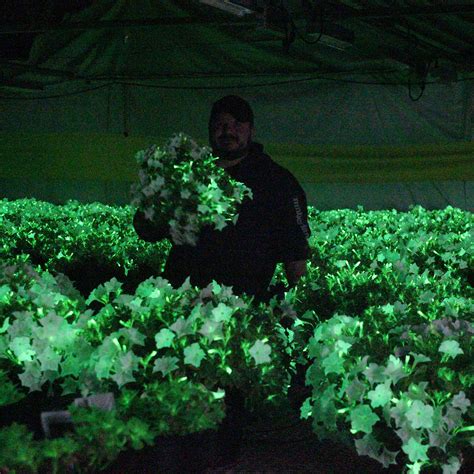 Petunia Firefly 5 Pack - Bioluminescent Firefly Petunia - Touch of Modern