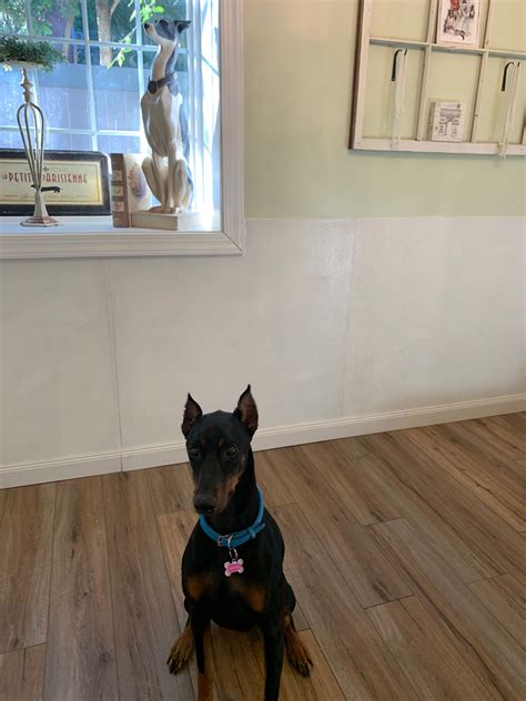 Gallery | Le Pooch Chateau