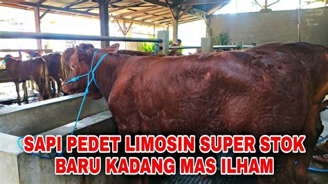 Sapi Pedet Limosin Super Stok Baru Di Kandang Mas Ilham Youtube