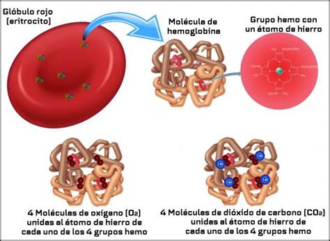 Hemoglobina E Eritrócitos Altos - La molécula de hemoglobina | Celula sanguinea, Neuronas, Eritrocitos